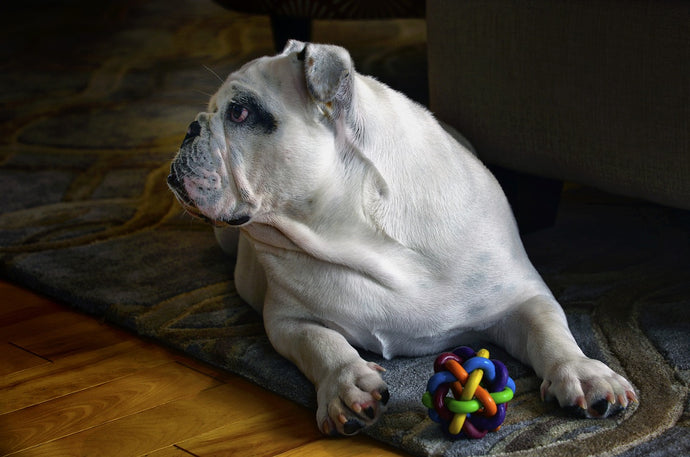 7 Best Dog Toys in 2023