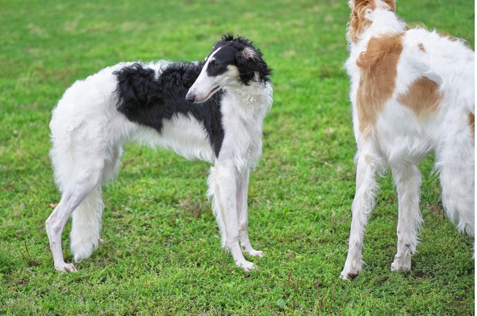 8 Majestic dog breeds with long legs