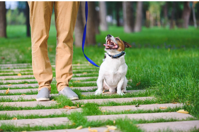 How to train a dog to walk on a leash