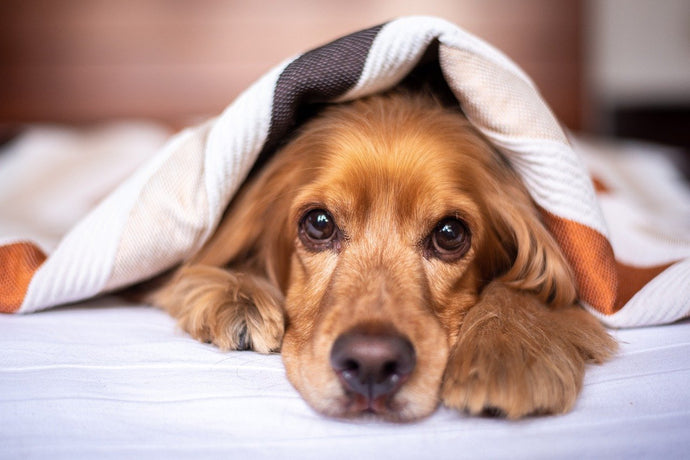 Is It Bad To Put a Blanket On a Dog?