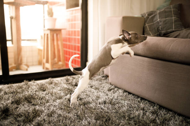 Why Can’t My Dog Jump on the Sofa?