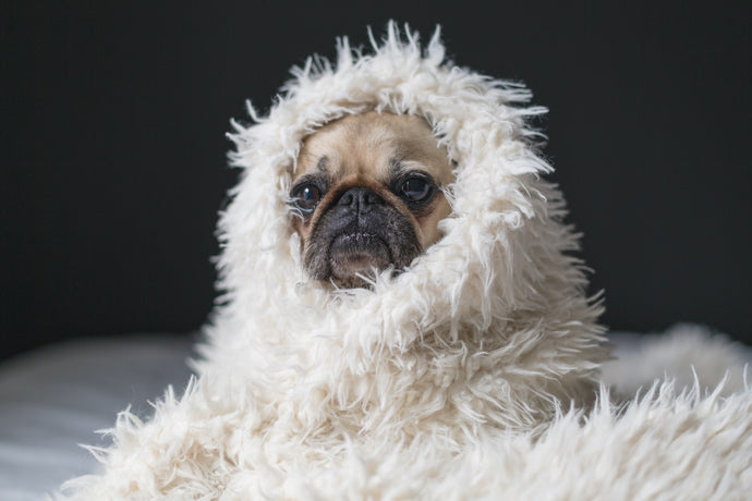 Dogs get cold just like we do!