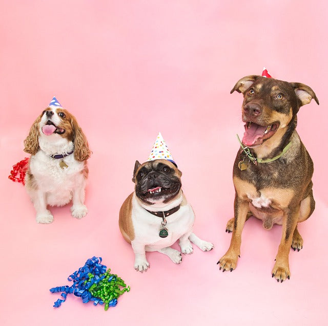 How to Throw the Best Party for Your Pet β Woof Blankets