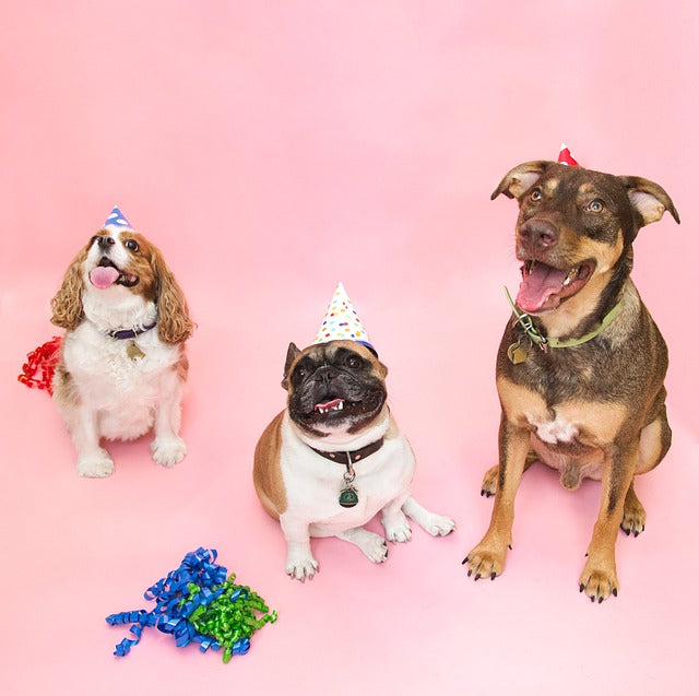 How to Throw the Best Party for Your Pet