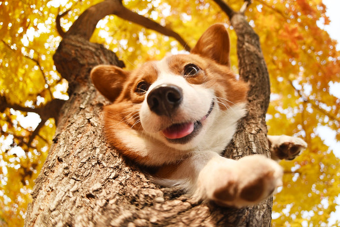 Cool Gifts for Corgi Fans