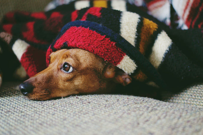 Do dogs like being cuddled in blankets?