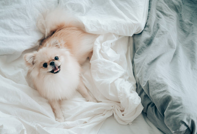 How to protect your bed from your dog?