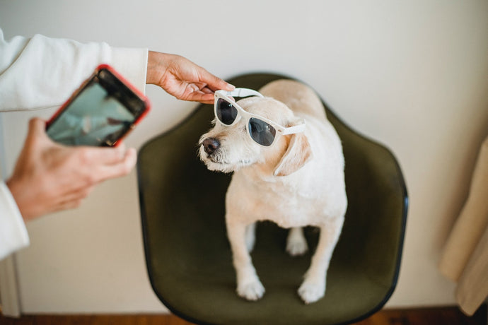 5 Tips to Take the Best Picture of Your Pet