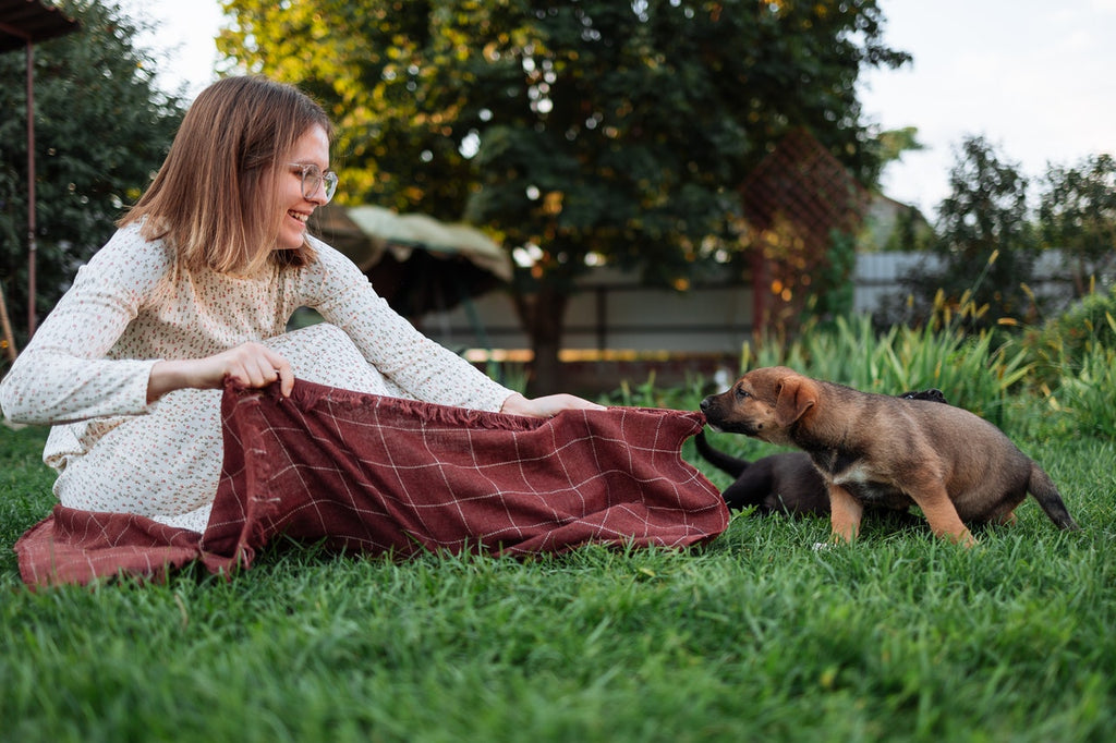 Why do dogs suck on blankets?