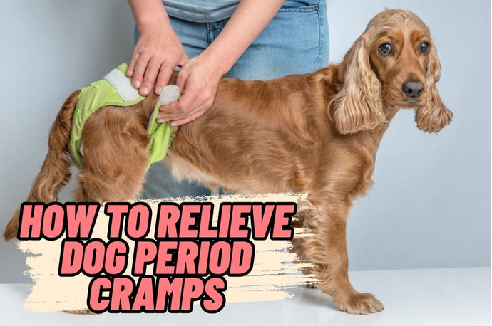 How to Relieve Dog Period Cramps?