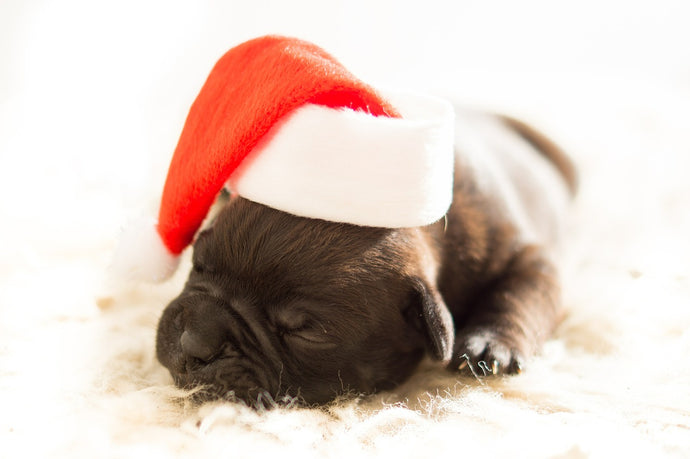 2022 Christmas Gift Guide for Dog Lovers