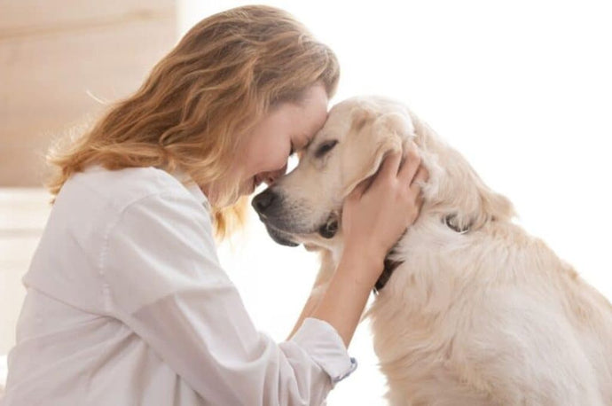 20 Dog Breeds Prone to Seizures : Unveiling Vulnerability