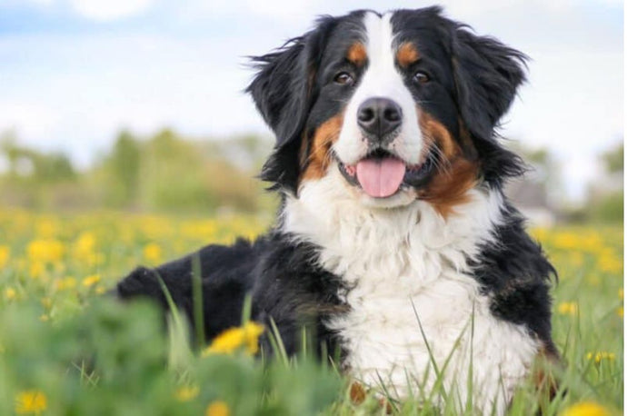 12 Best Tricolor Dog Breeds