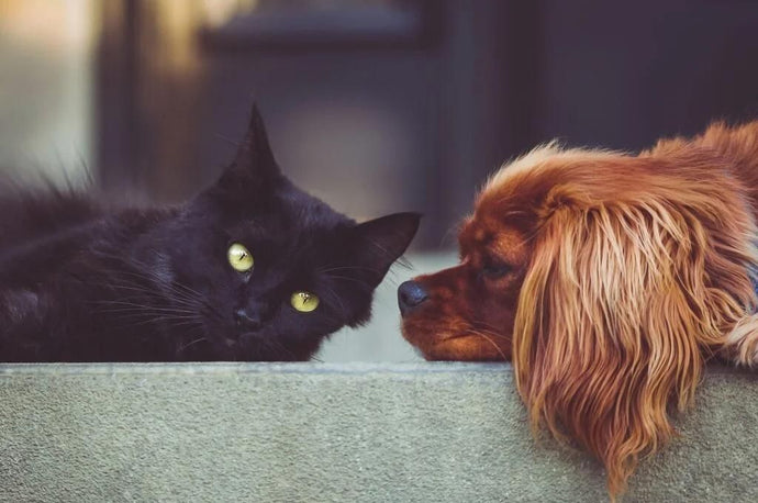 The 23 Worst Dog Breeds for Cats: For the Pet Parents